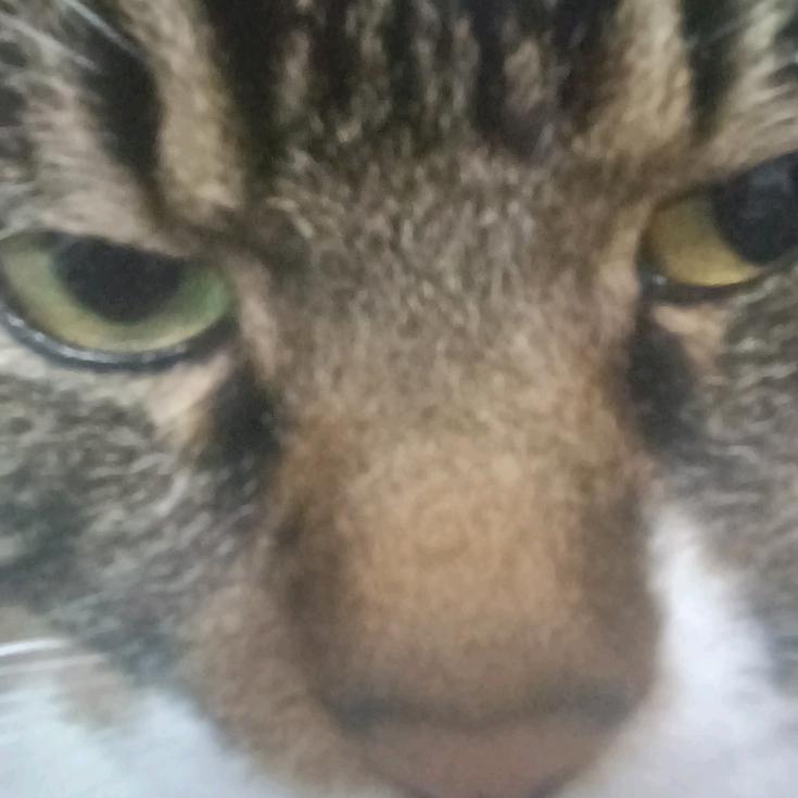 霸王茶猫