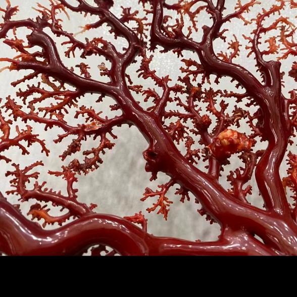 白朗县白云热吉珊瑚中心商店大号