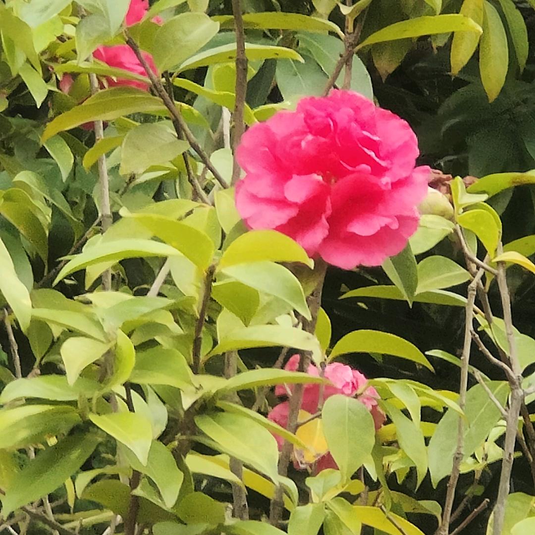 红鸿（那年秋天）