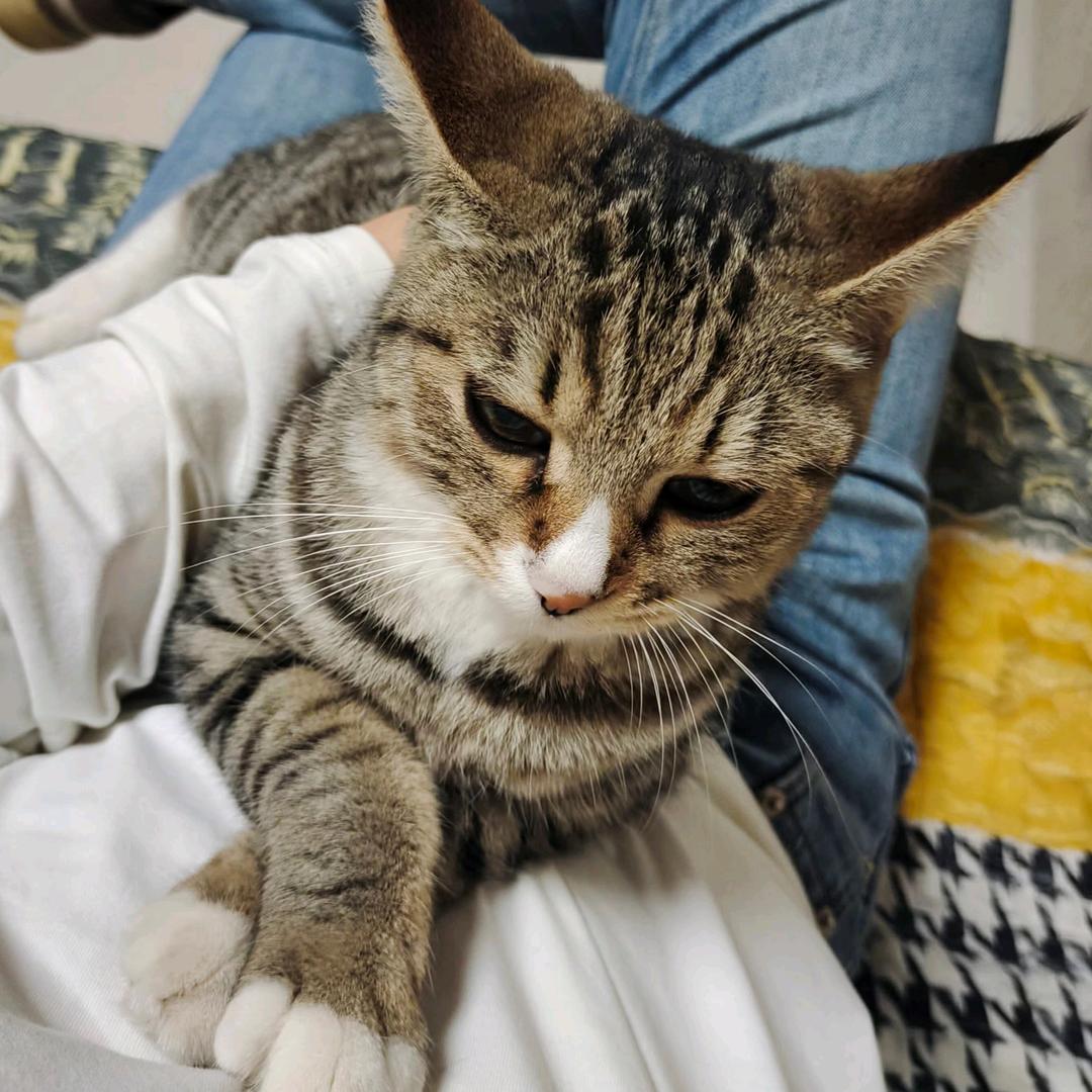 旺财是只狸花猫😸