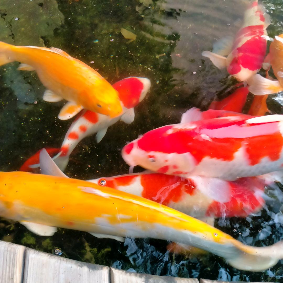 木头！！！