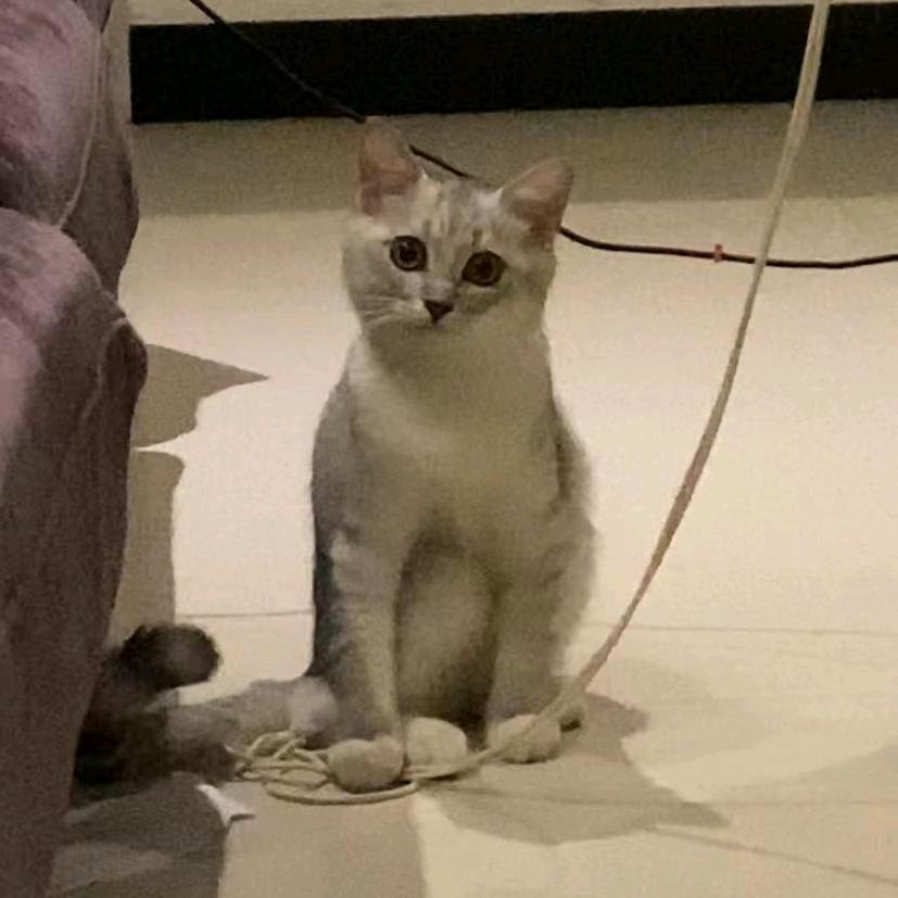 我是猫 名（六一）