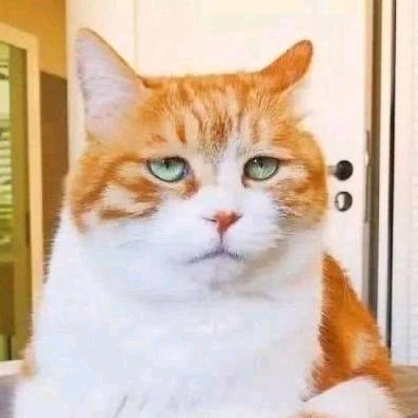 丹东电工张