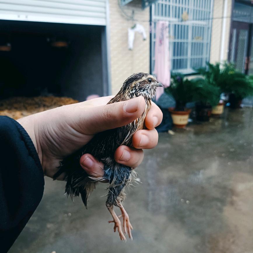 鹌鹑玩家
