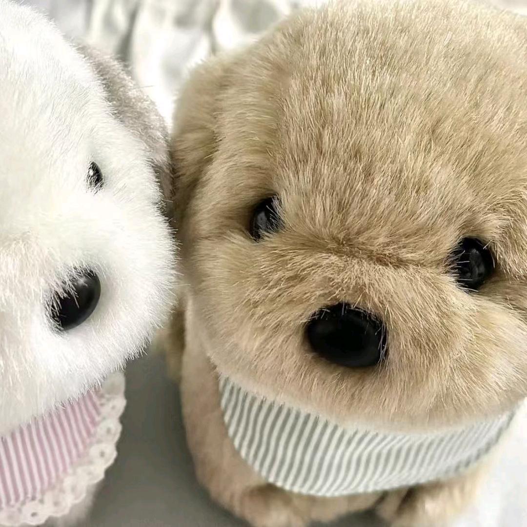圆子觉