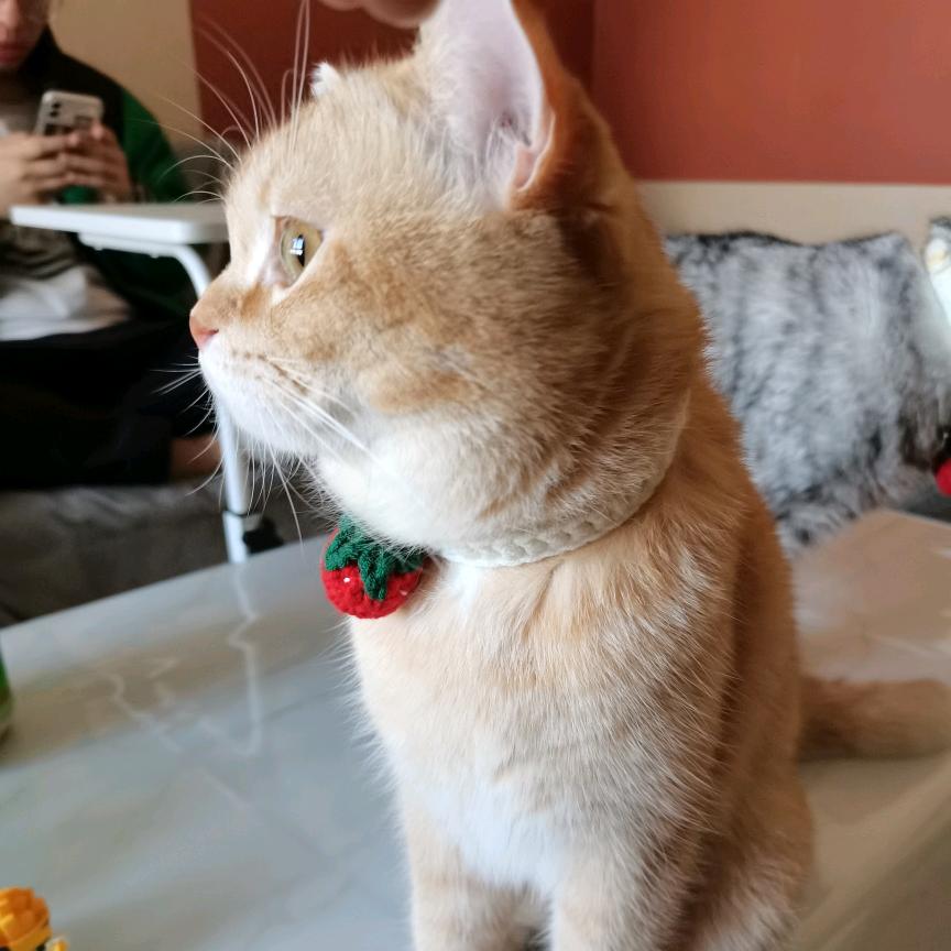 小黄桃