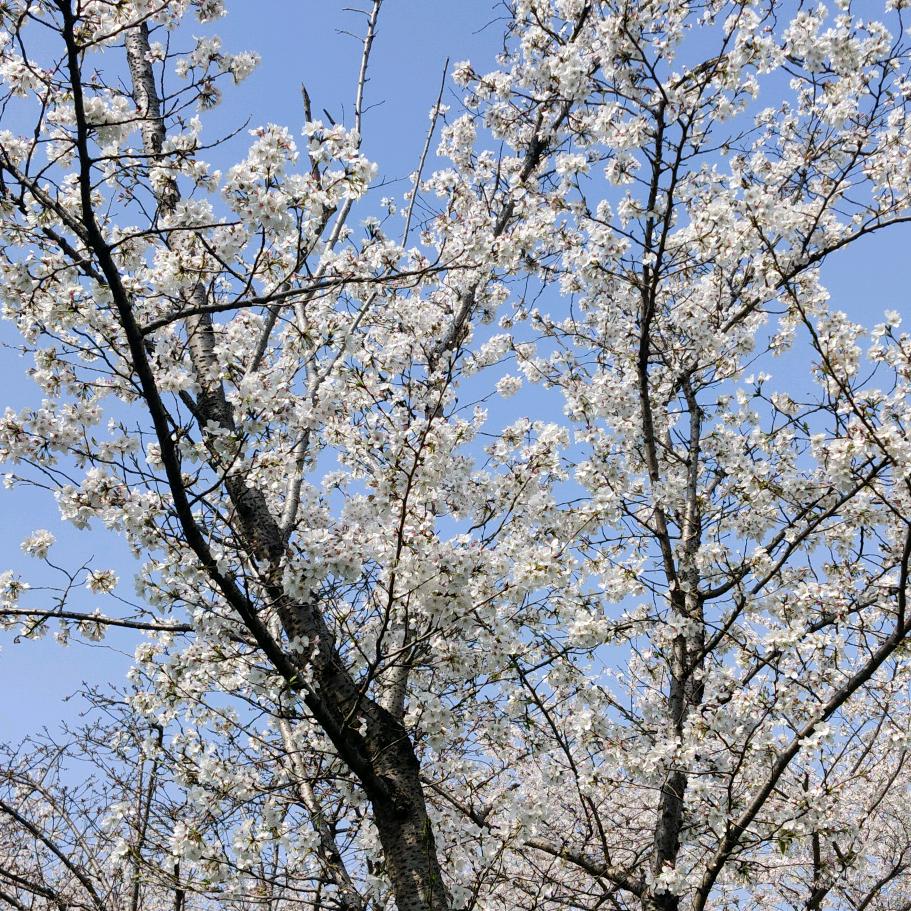 為→妳鎖鈊