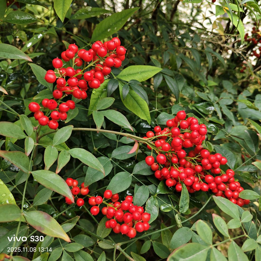 春暖花开开满院