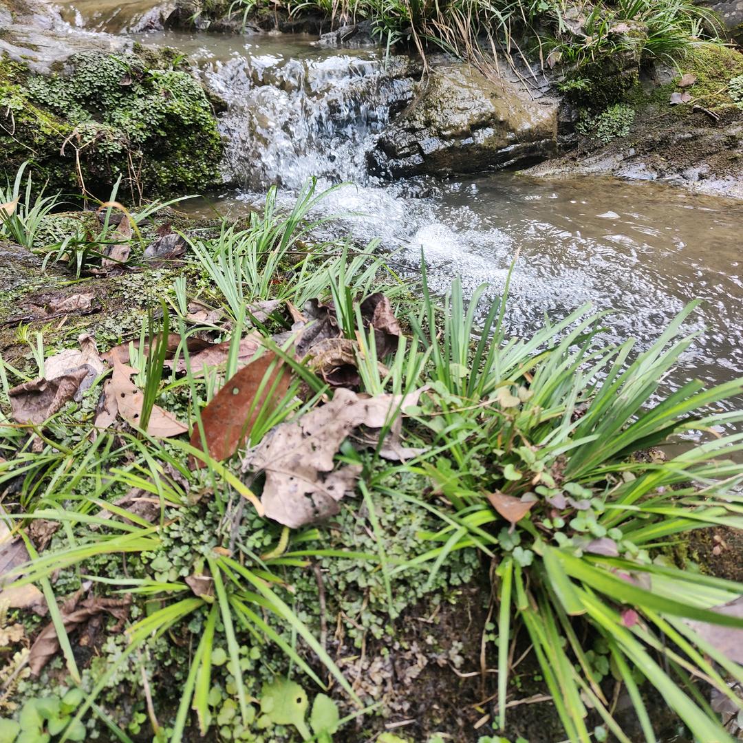 春燕家乡土特产