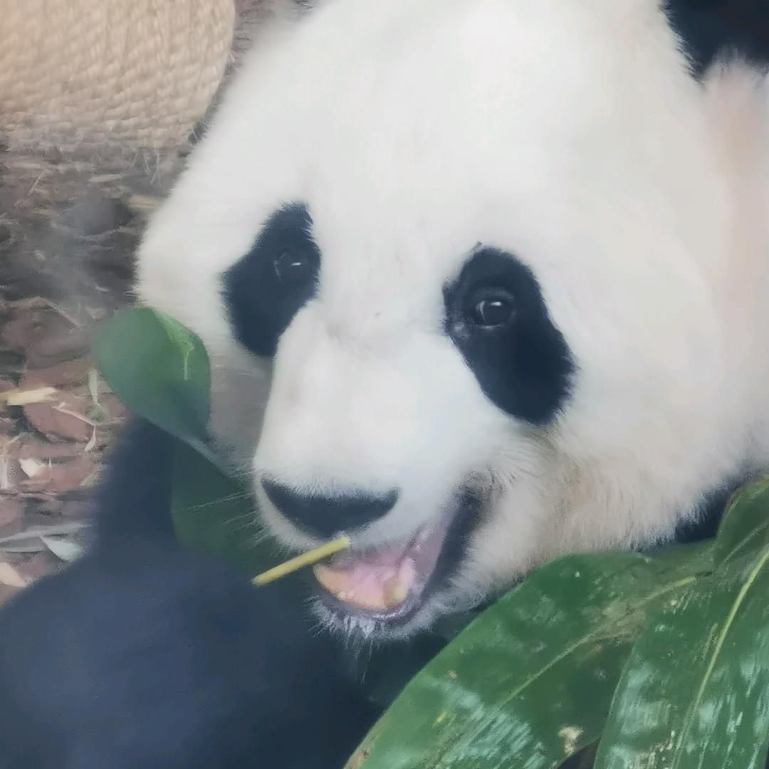 疯癫
