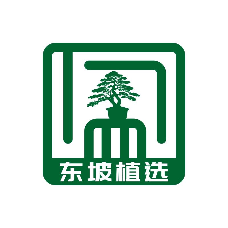 微微盆景