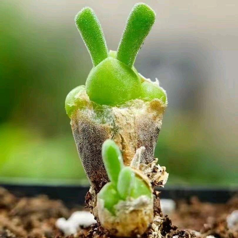 初馨多肉植物精品多肉