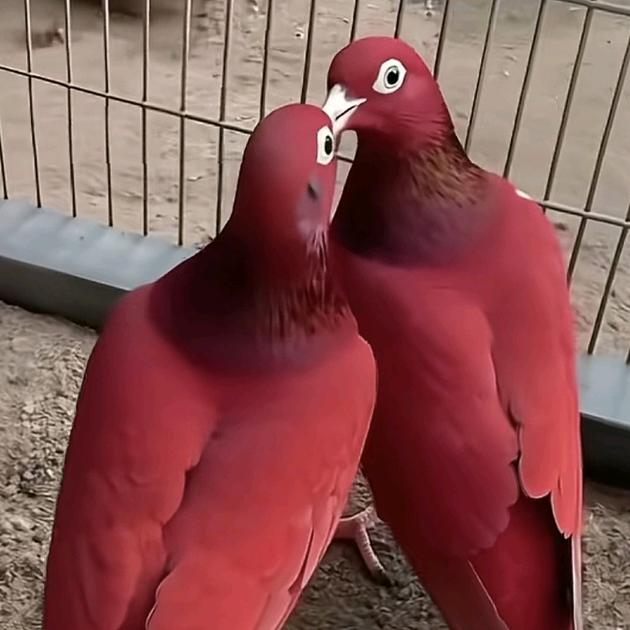 🥀⃟释᭄🍷怀🚬🐓《拒绝私聊》