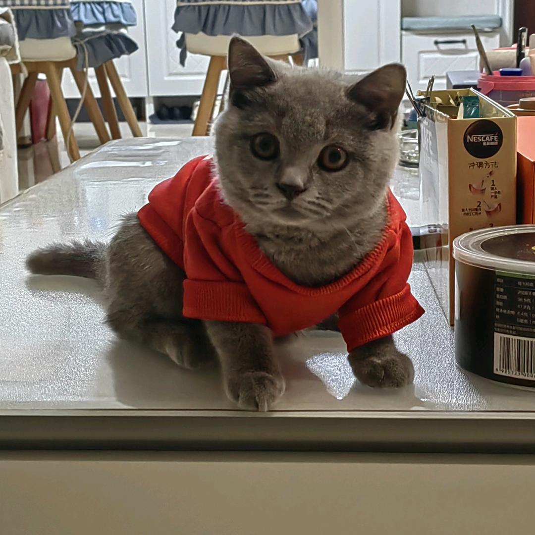 🐱琉璃妞妞🐱