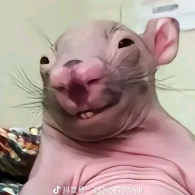 可爱的老鼠