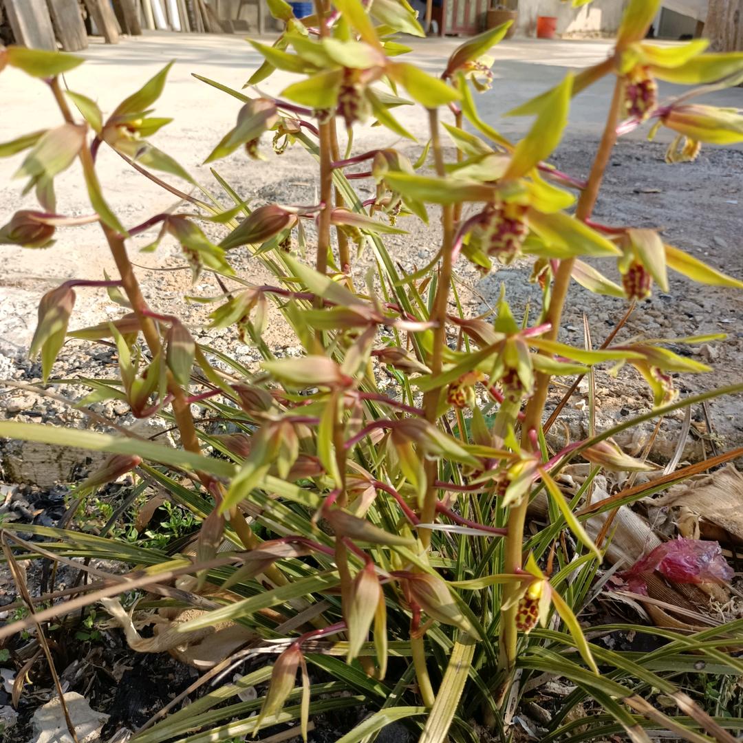 捡瓶老头
