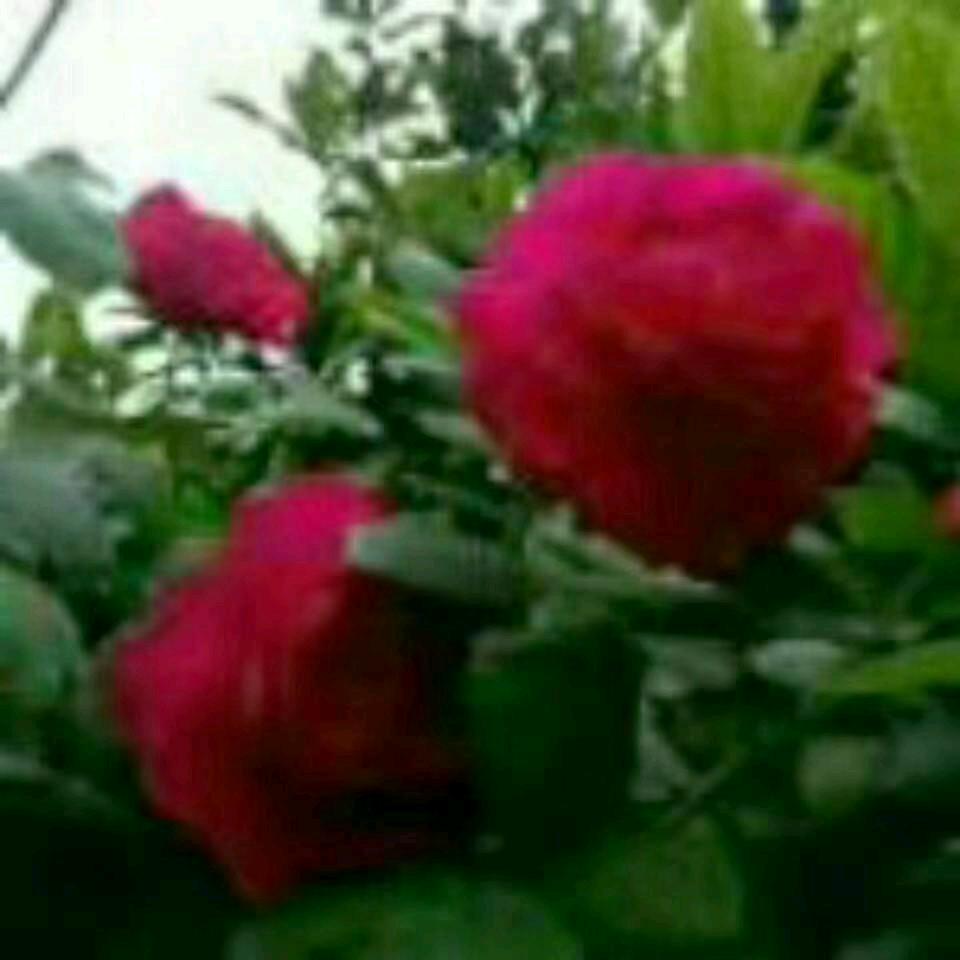 春暖花🌸开