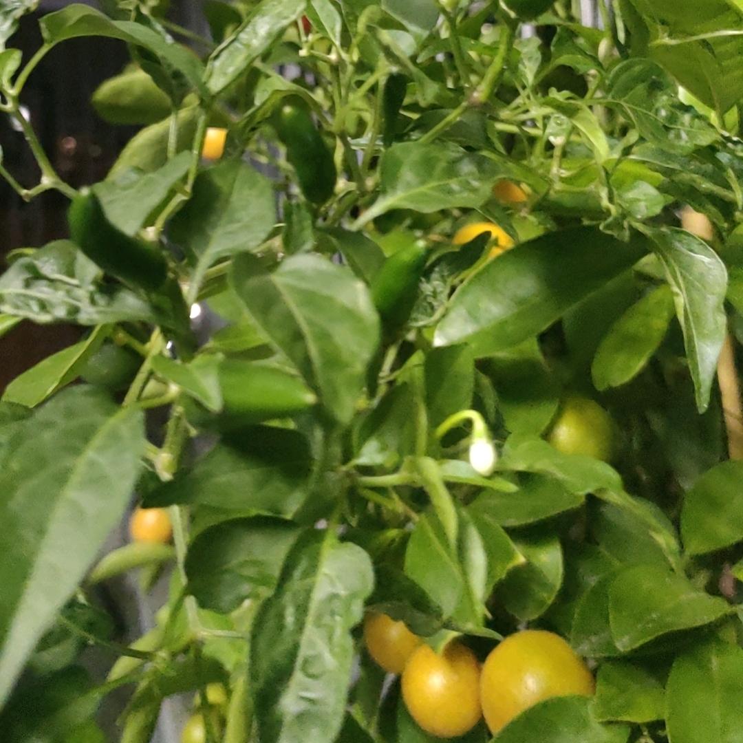 林妹妹“🍑🍑🍑"🍑