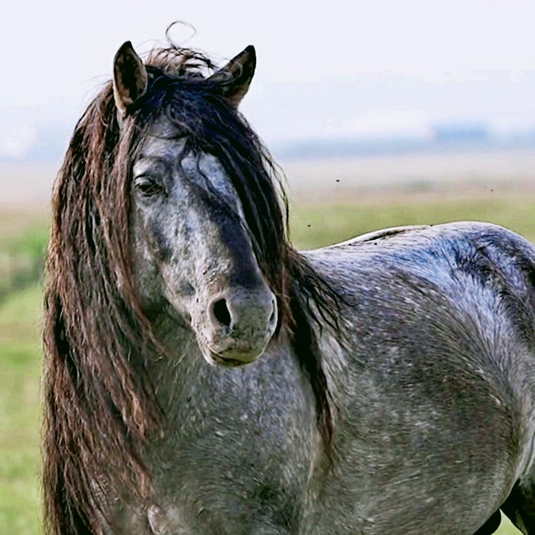 遊牧時光🐎