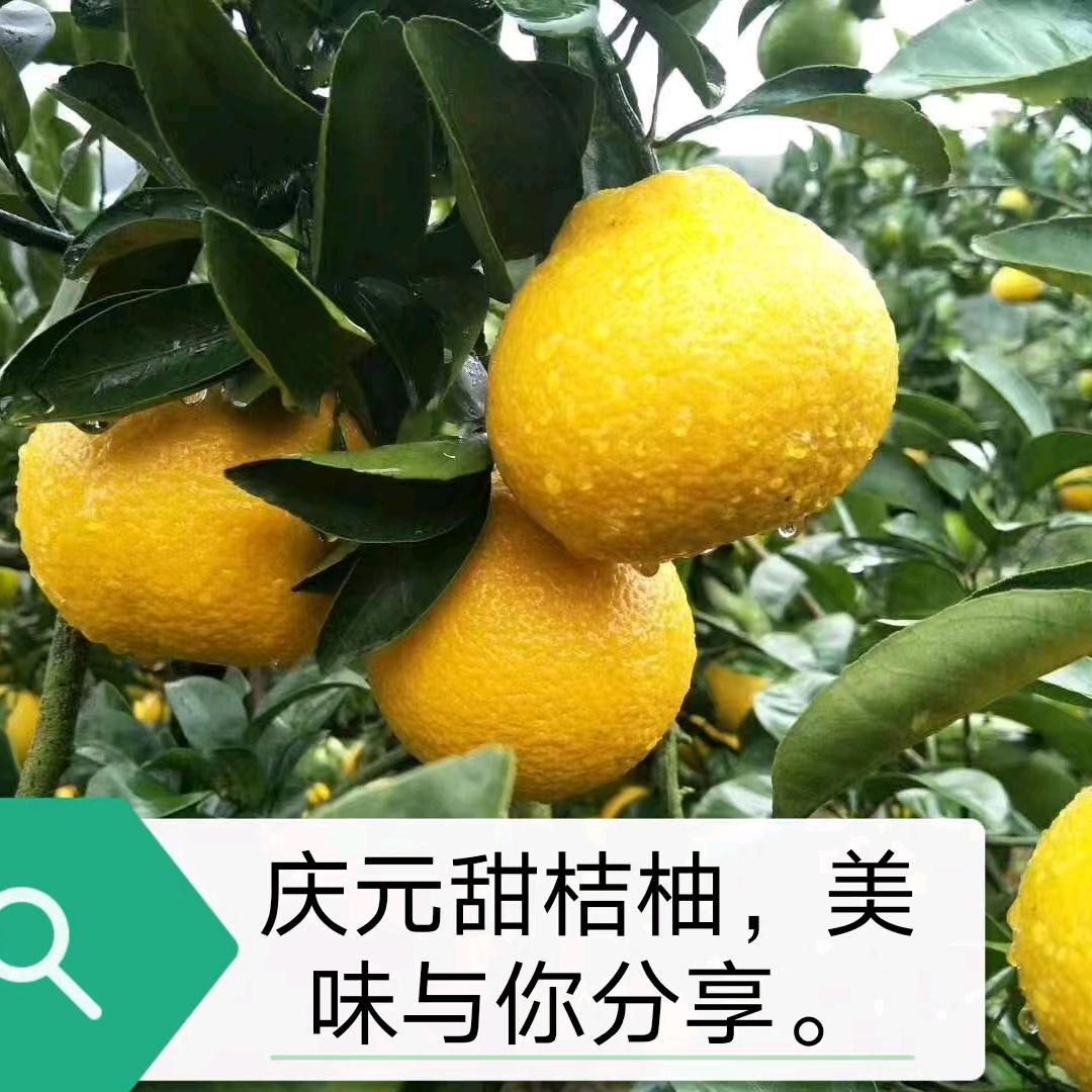 乡村记忆航拍（庆元甜桔柚）