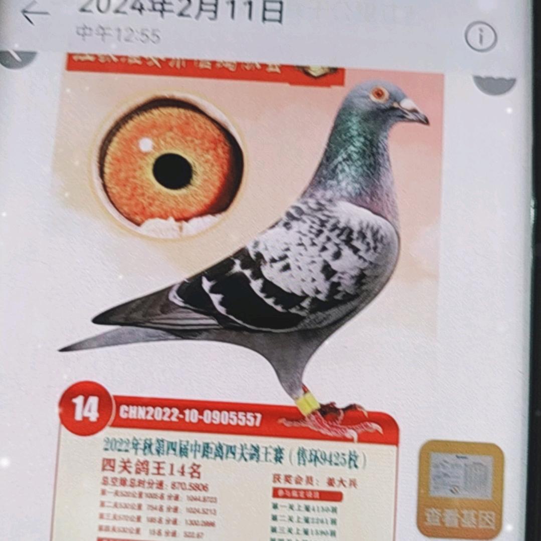 太阳鸟信鸽甄选