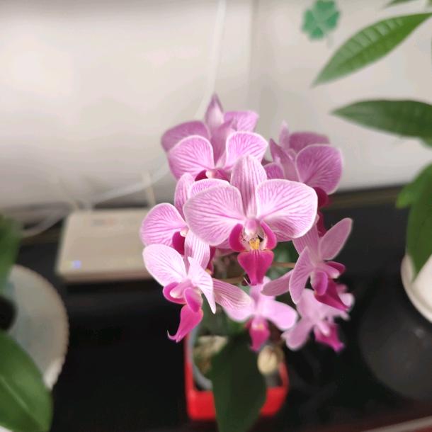 共杜梁潇