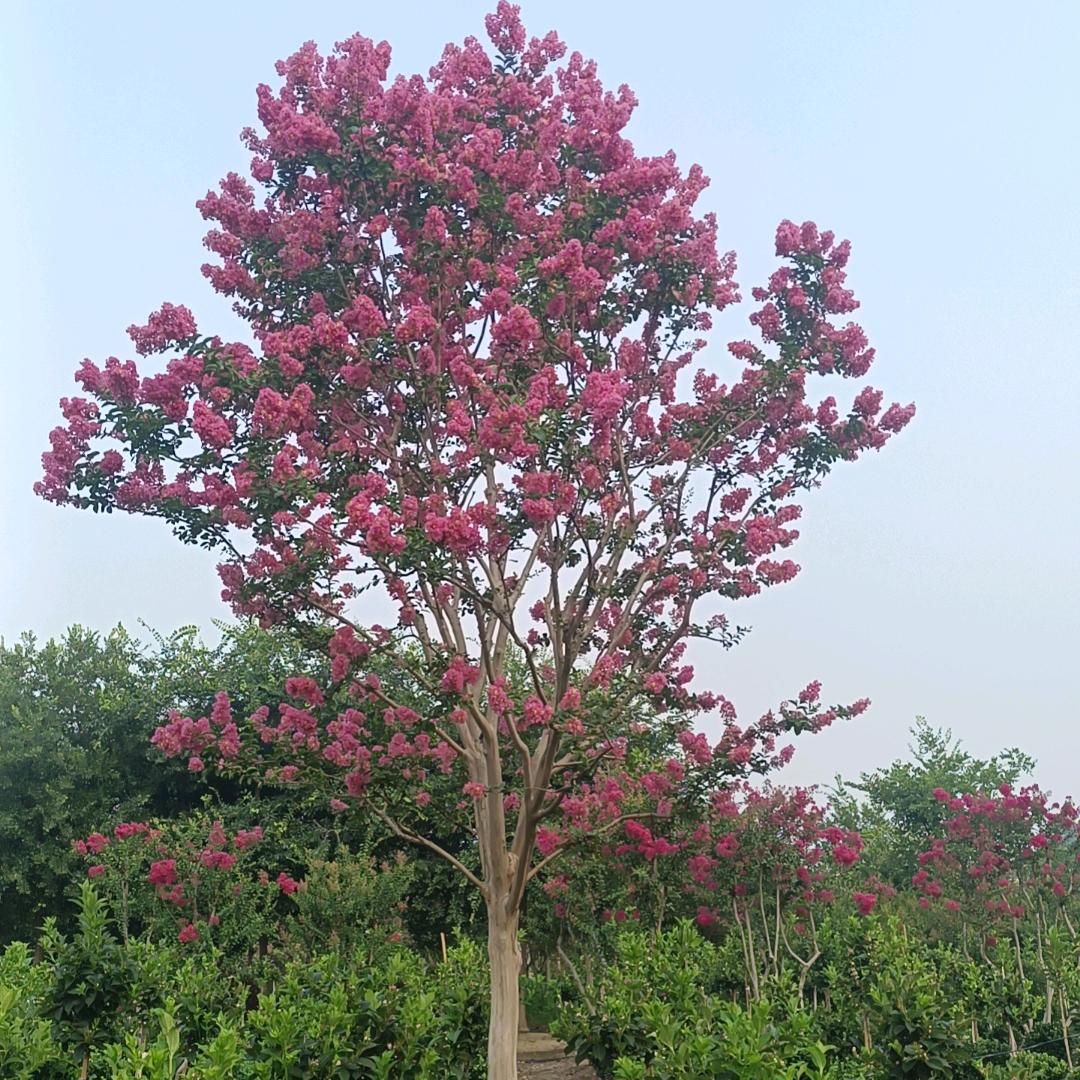 五彩园林花卉