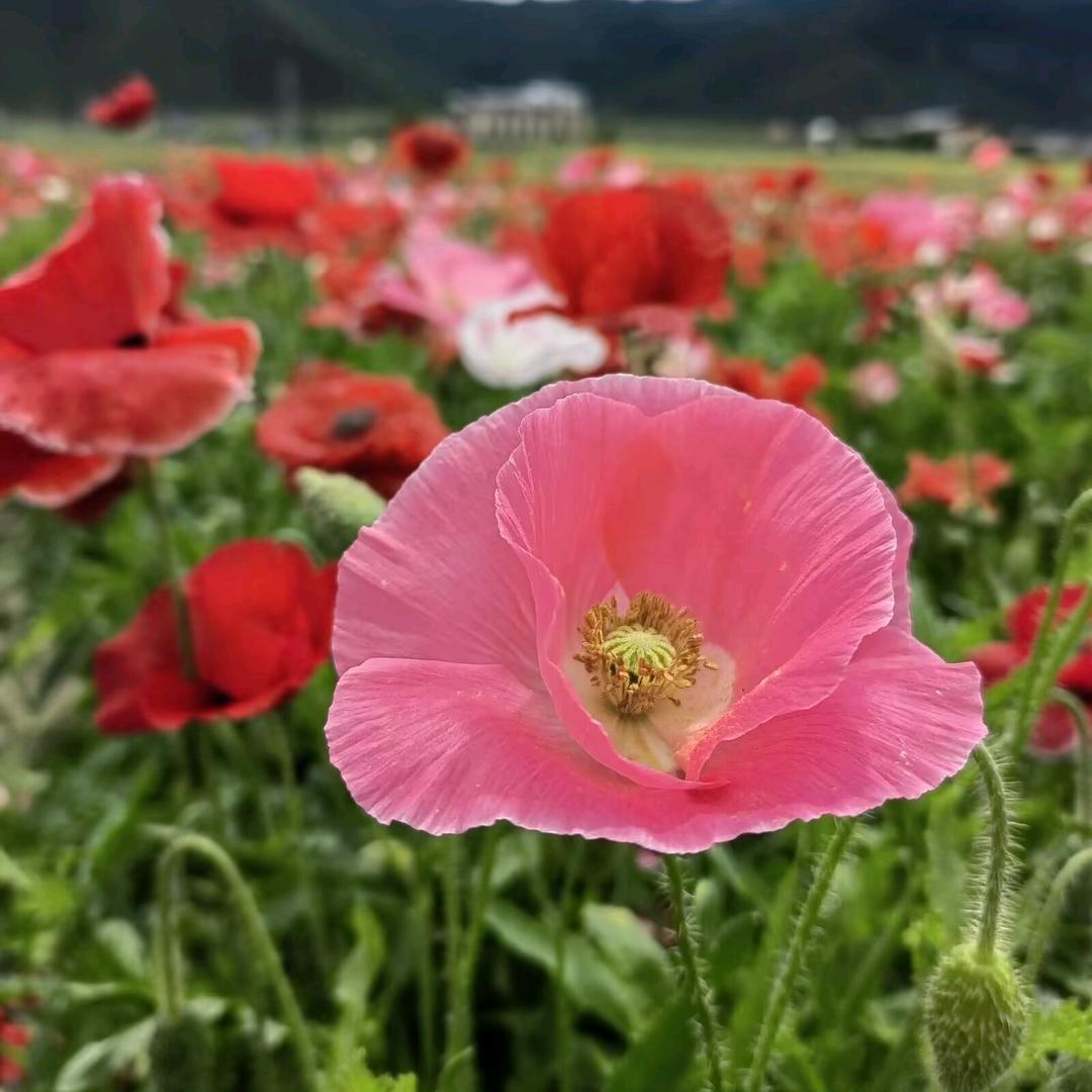 荔子分享