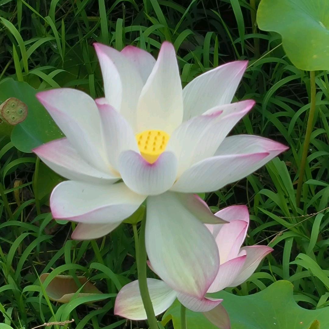 灿烂🌻心情