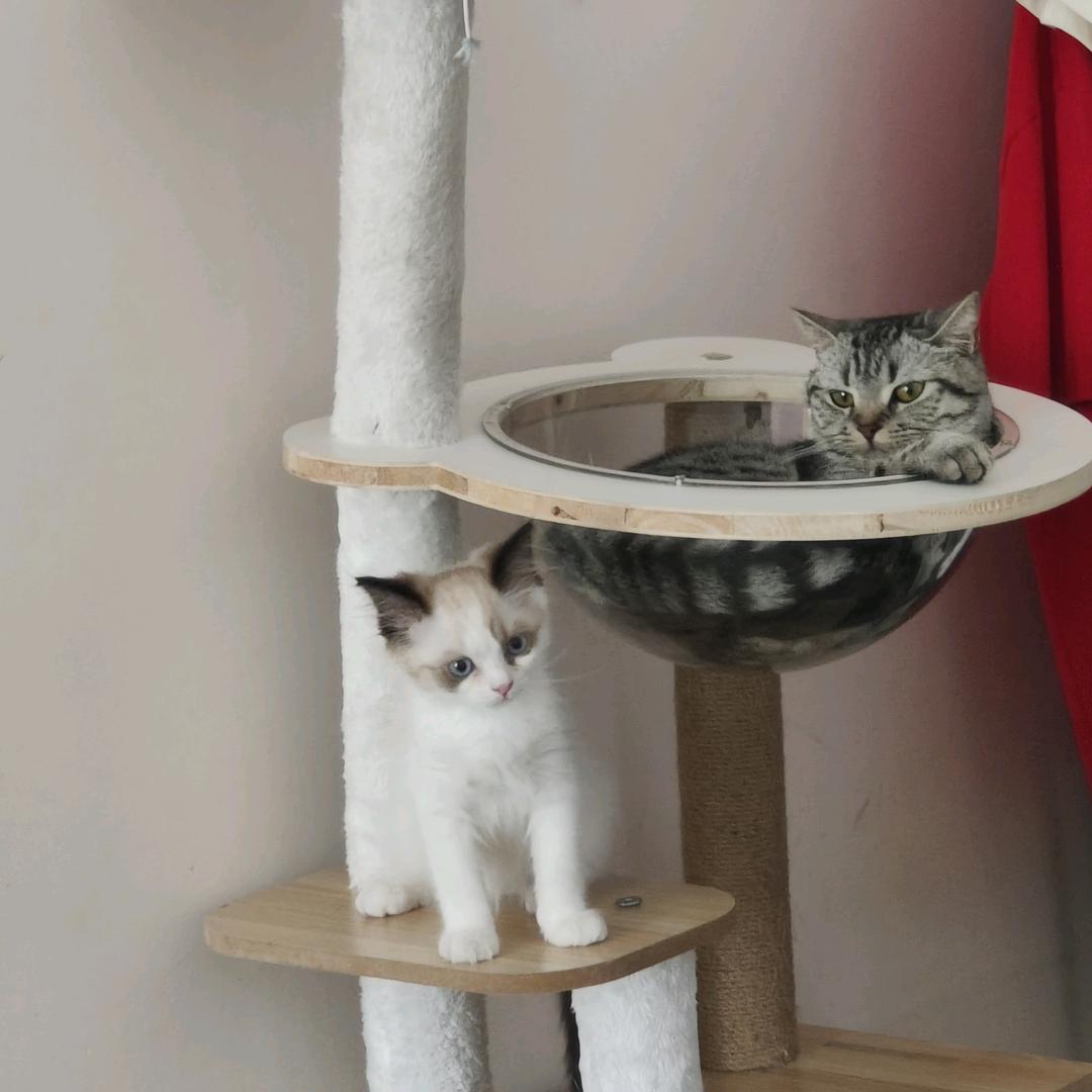 多多布丁ᘇᘏᗢ