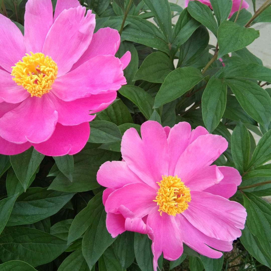 a花姐