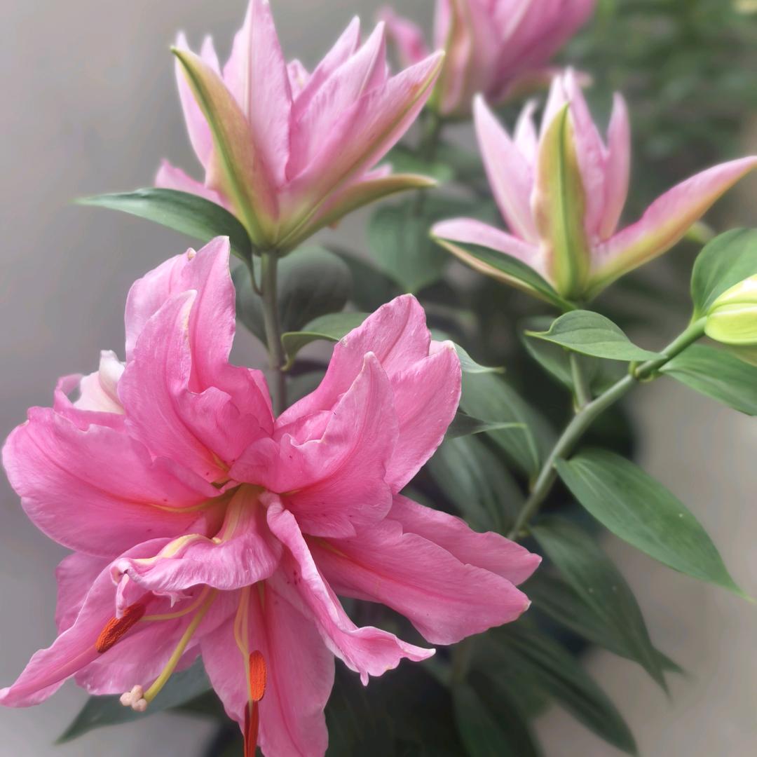 zy🌺 燕 🌺