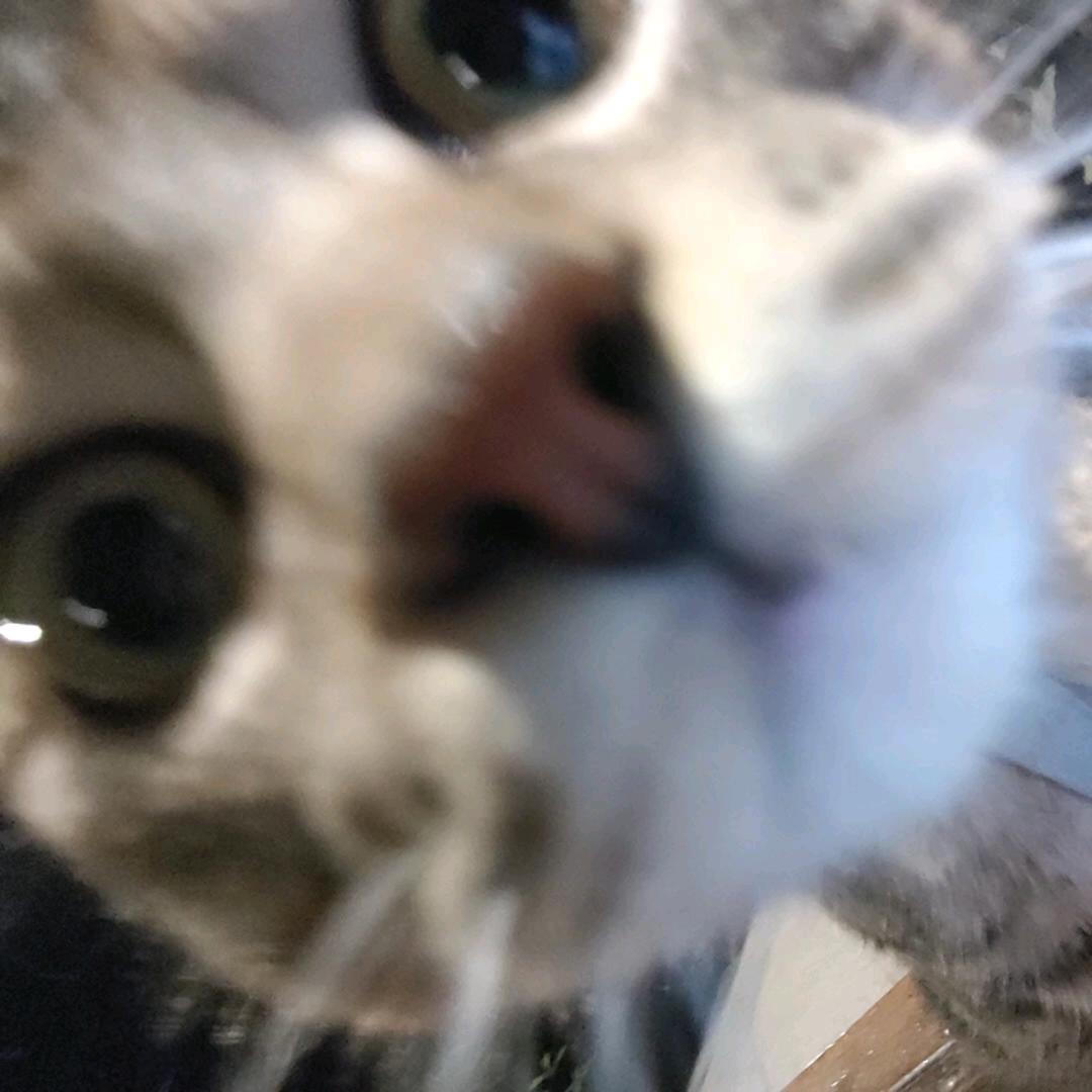 熊二二