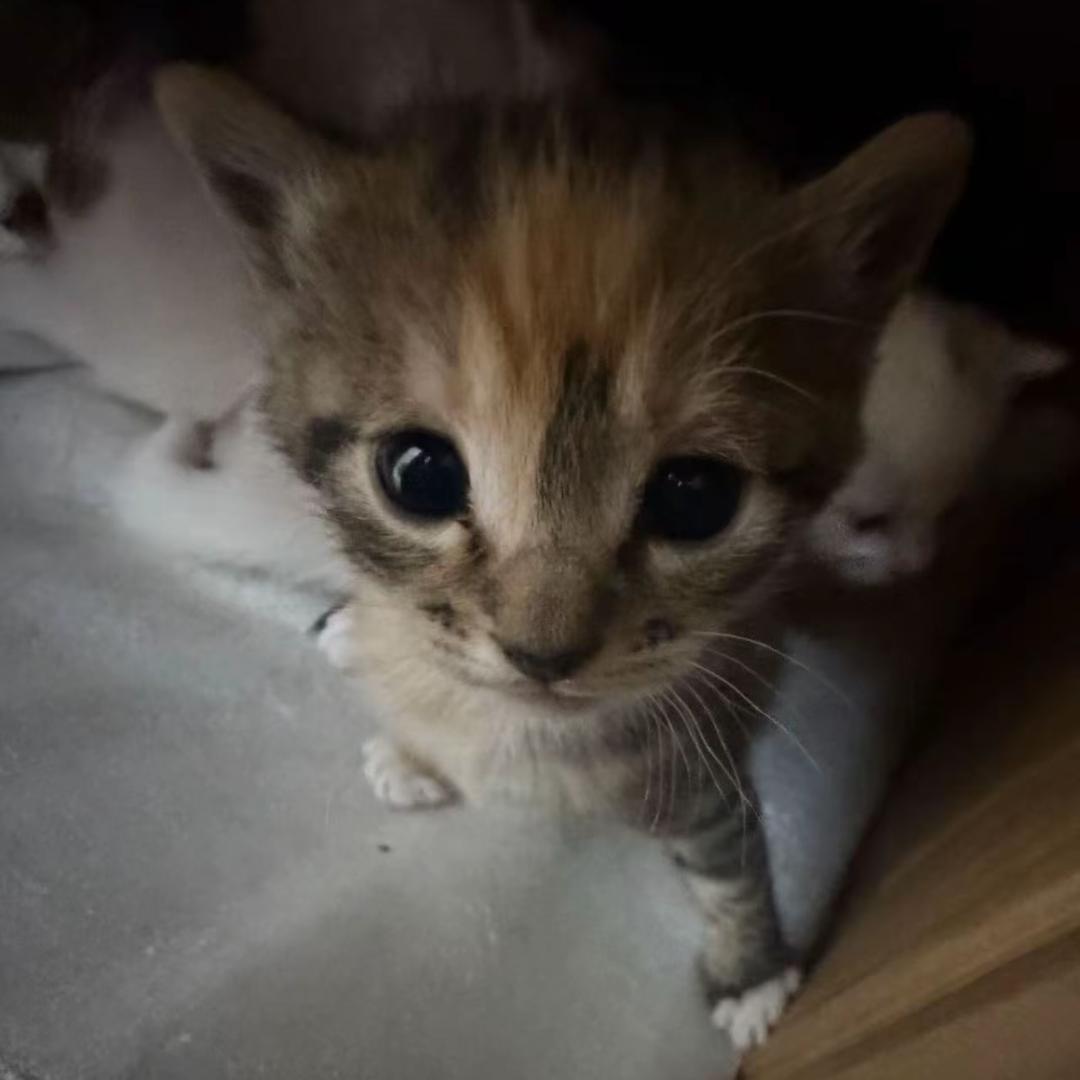 奇妙喵喵猫