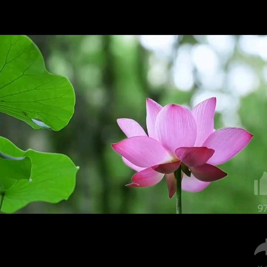 花雨🍀🌸☘