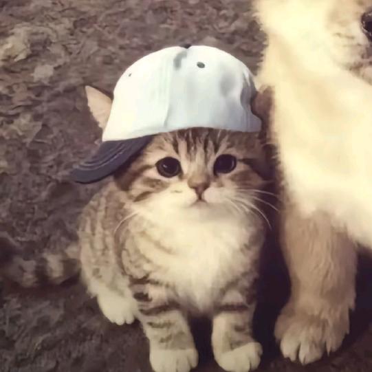 忆夏