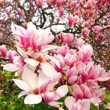 一树繁花🌸