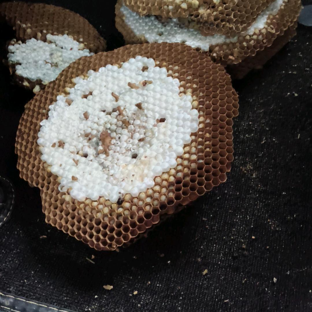 追蜂者不搞低包