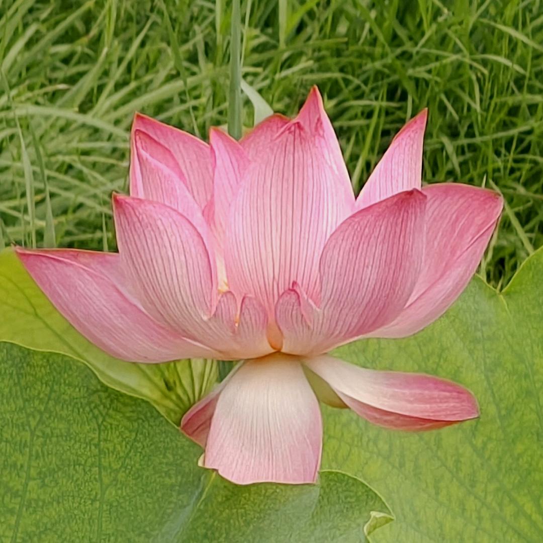 含章之美