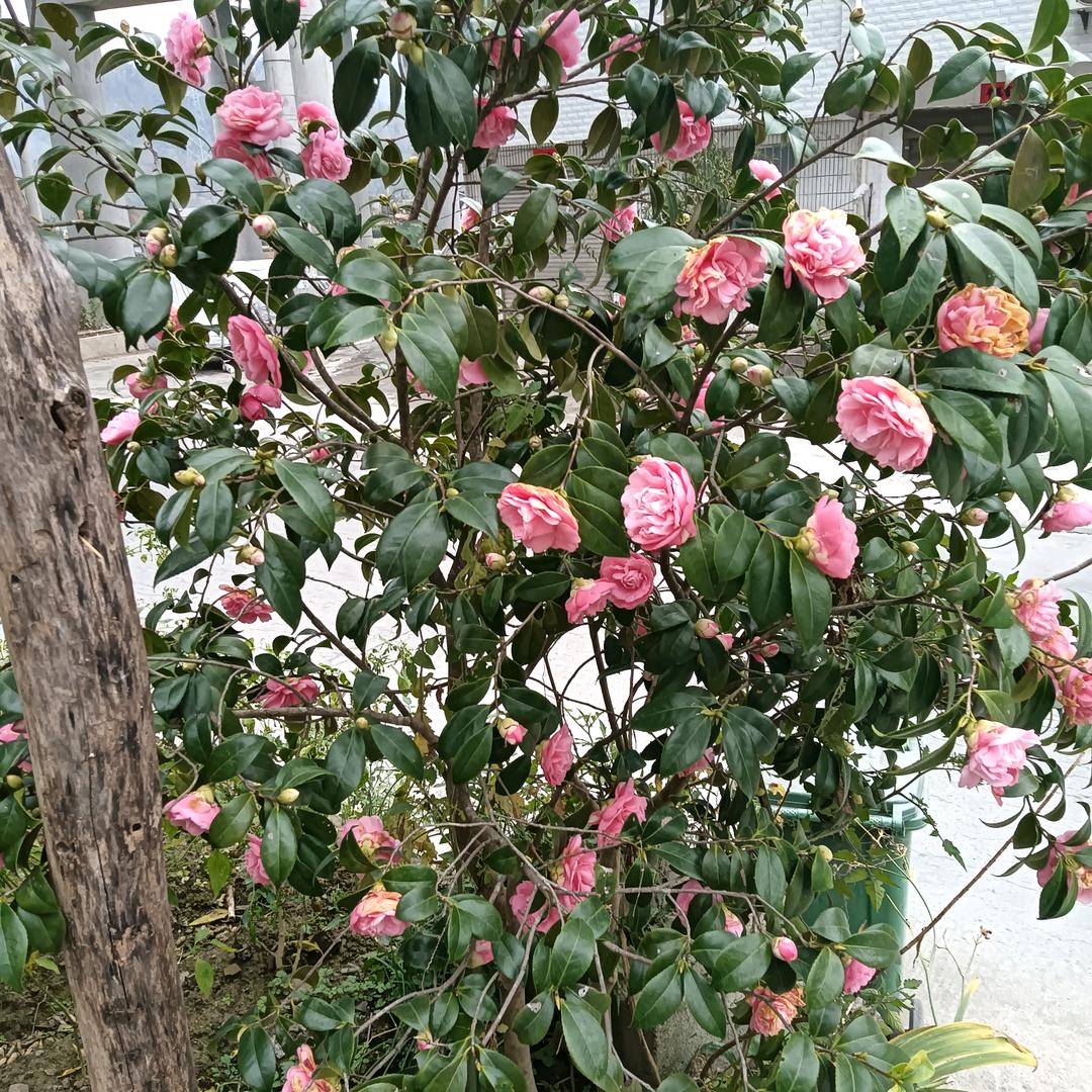 有志者心想事成