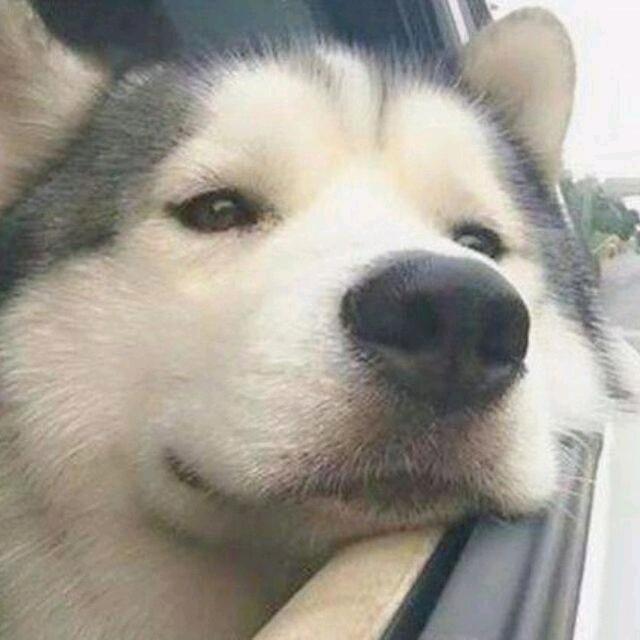 子书狗蛋