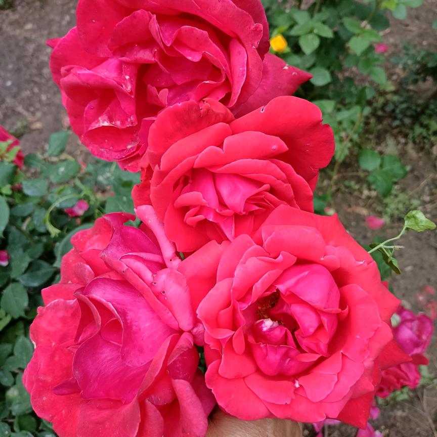 达玛花