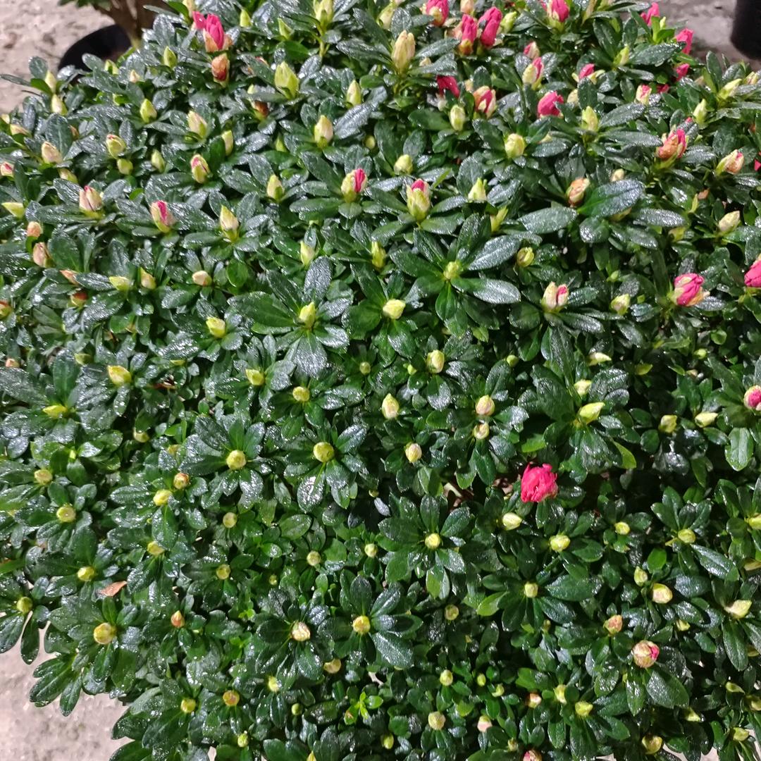 花言园艺场