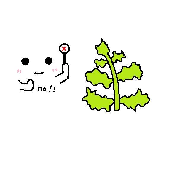 不要香菜🌱ʚ💌ɞ