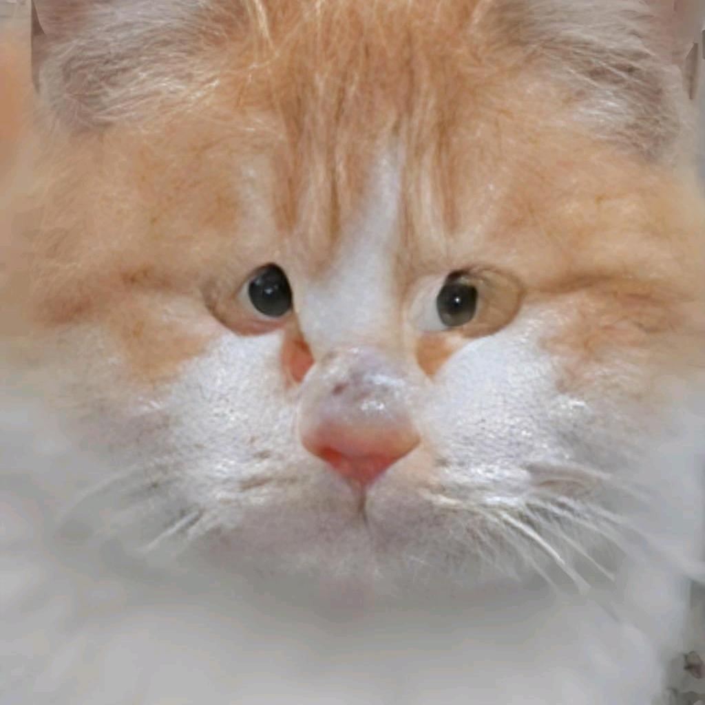 Hi 傻猫