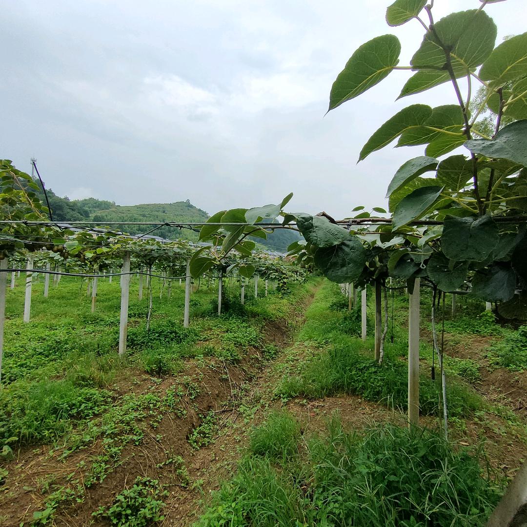 山村种水果的