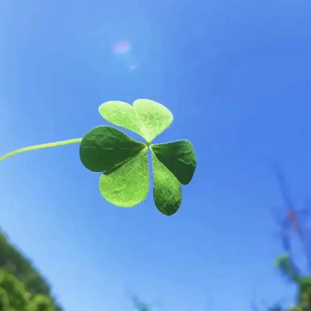 ╭(╯清梦╰)╮