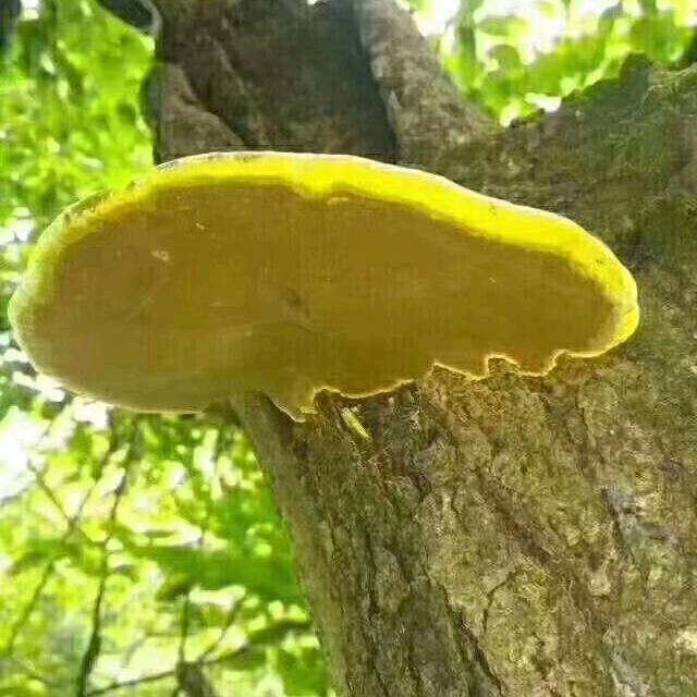 彩云之南山货土特产