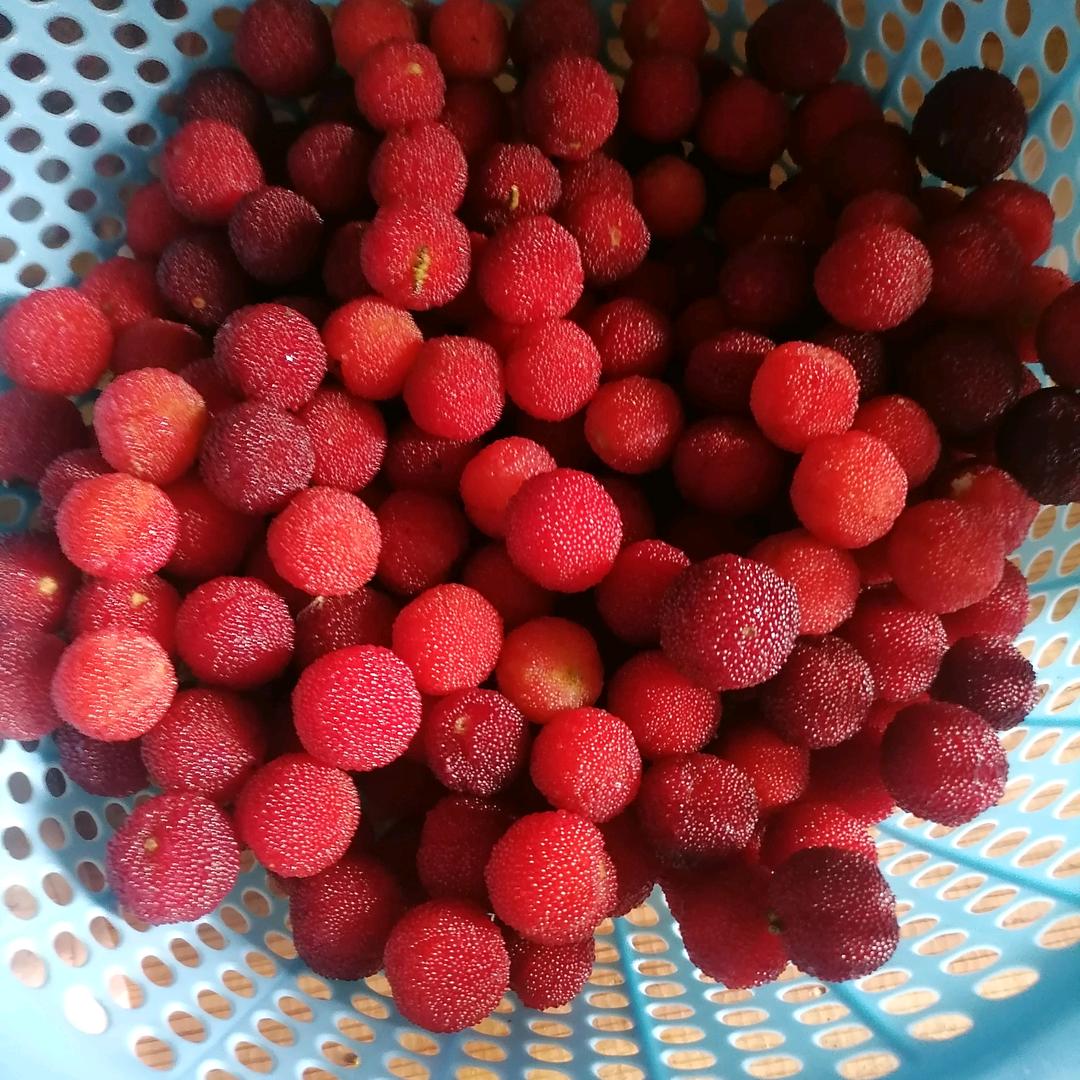 橘子味唐巡香的猫