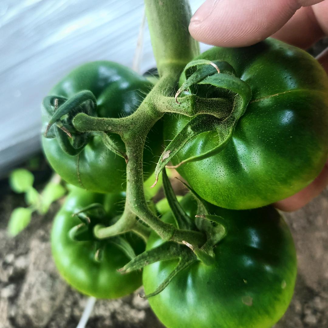 天津市静海区田则园食品批发场